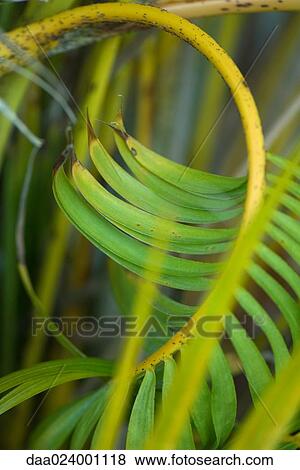 Plant, close-up View Large Photo Image Stock Photo - Plant, close-up. Fotosearch