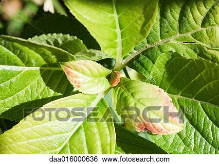 Plant, directly above View Large Photo Image Stock Photograph - Plant, directly above. Fotosearch