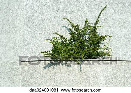 Plant growing in concrete ledge View Large Photo Image Stock Image - Plant growing in concrete ledge. Fotosearch