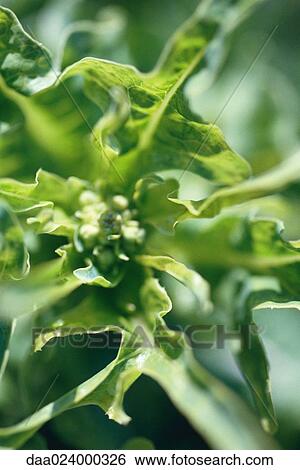 Stock Photograph - Plant growing in vegetable garden, extreme close-up. Fotosearch
