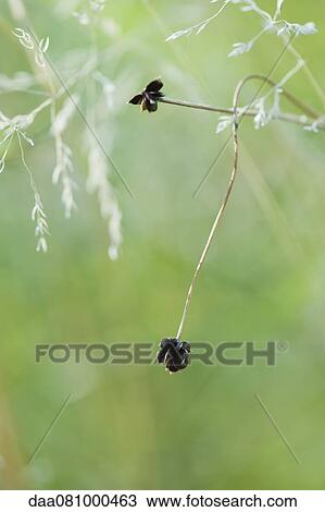 Plant husks View Large Photo Image Stock Image - Plant husks. Fotosearch