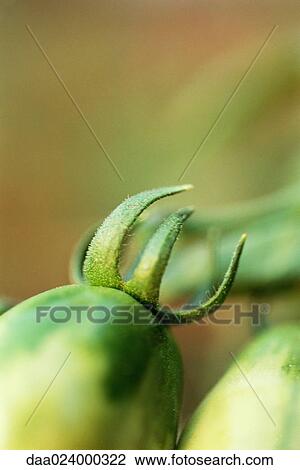 Plant in vegetable garden, extreme close-up View Large Photo Image Stock Image - Plant in vegetable garden, extreme close-up. Fotosearch