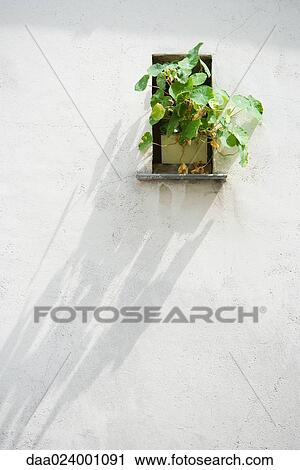 Plant in window nook View Large Photo Image Stock Image - Plant in window nook. Fotosearch
