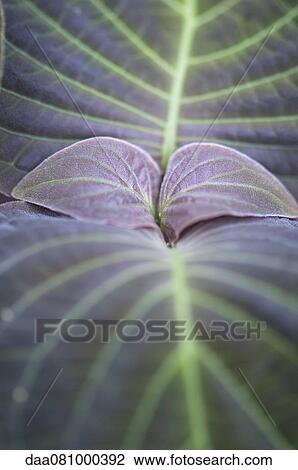 Plant leaves, close-up View Large Photo Image Stock Image - Plant leaves, close-up. Fotosearch