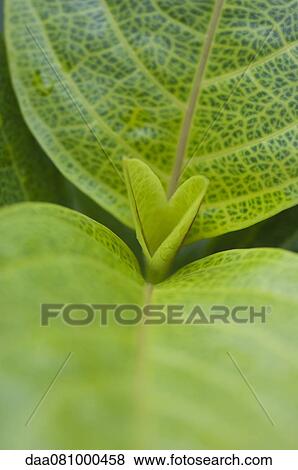Plant leaves, close-up View Large Photo Image Stock Photo - Plant leaves, close-up. Fotosearch