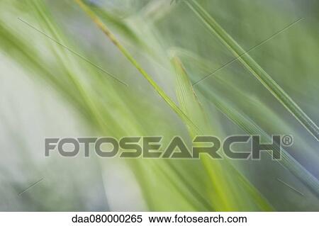 Plant leaves, soft focus View Large Photo Image Stock Photography - Plant leaves, soft focus. Fotosearch