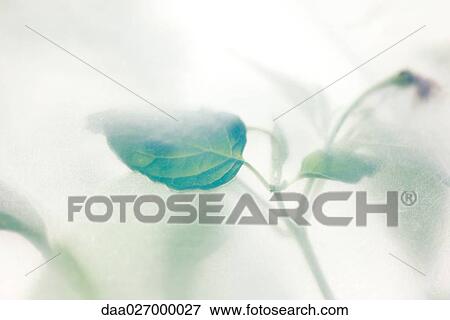 Plant, soft focus View Large Photo Image Stock Photo - Plant, soft focus. Fotosearch