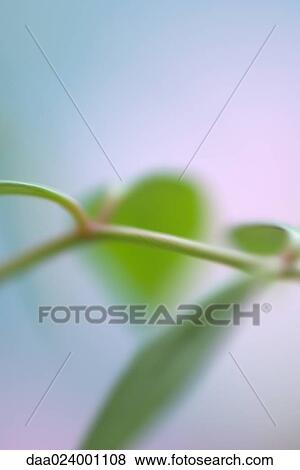 Plant stem and leaves, abstract view View Large Photo Image Stock Photo - Plant stem and leaves, abstract view. Fotosearch
