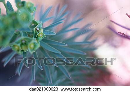 Plant View Large Photo Image Stock Image - Plant. Fotosearch
