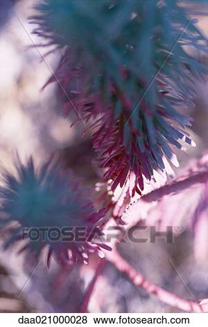 Plant View Large Photo Image Stock Photo - Plant. Fotosearch