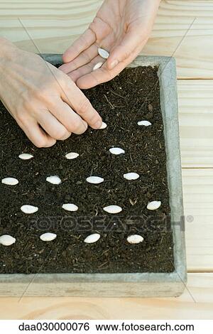 Stock Photograph - Planting seeds in tray. Fotosearch