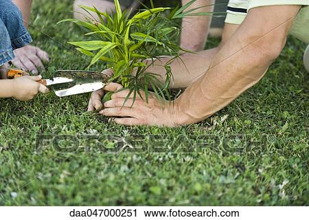 Planting young plant View Large Photo Image Stock Image - Planting young plant. Fotosearch