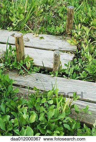 Plants growing around wooden planks View Large Photo Image Stock Photo - Plants growing around wooden planks. Fotosearch