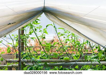 Plants growing in greenhouse View Large Photo Image Stock Photograph - Plants growing in greenhouse. Fotosearch