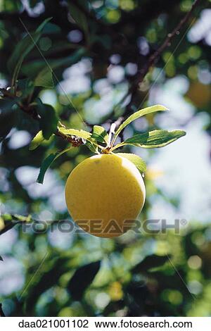 Stock Image - Plum growing on tree, close-up. Fotosearch