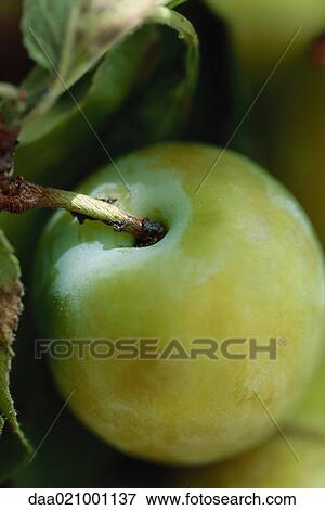 Stock Photo - Plum growing on tree, close-up. Fotosearch