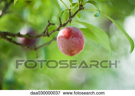 Plum growing on tree, close-up View Large Photo Image Stock Photo - Plum growing on tree, close-up. Fotosearch