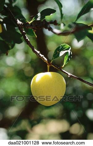 Plum on plum tree View Large Photo Image Stock Photo - Plum on plum tree. Fotosearch
