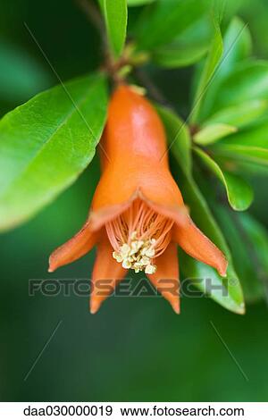 Pomegranate blossom View Large Photo Image Stock Photo - Pomegranate blossom. Fotosearch