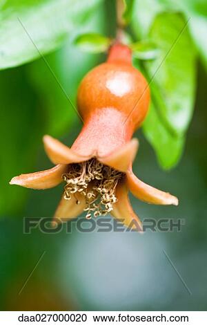 Stock Image - Pomegranate flower turning into fruit. Fotosearch