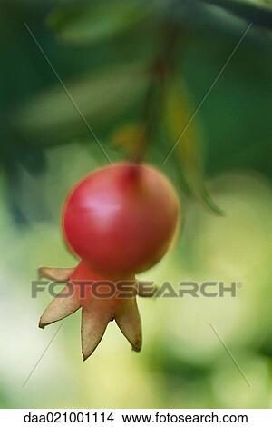 Pomegranate on tree View Large Photo Image Picture - Pomegranate on tree. Fotosearch