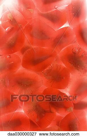 Pomegranate seeds, extreme close-up View Large Photo Image Stock Photo - Pomegranate seeds, extreme close-up. Fotosearch