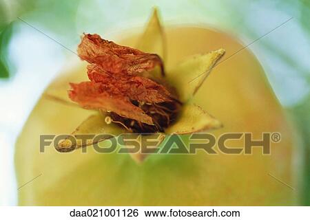 Pomegranate with dried bloom View Large Photo Image Stock Photograph - Pomegranate with dried bloom. Fotosearch