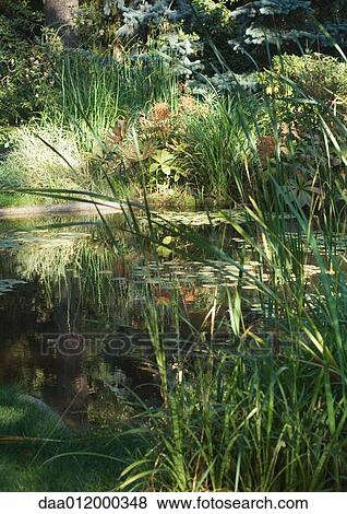 Stock Photo - Pond and vegetation. Fotosearch