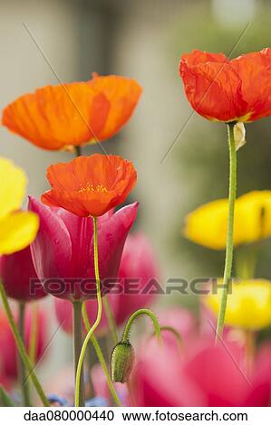 Poppies and tulips in bloom View Large Photo Image Stock Image - Poppies and tulips in bloom. Fotosearch