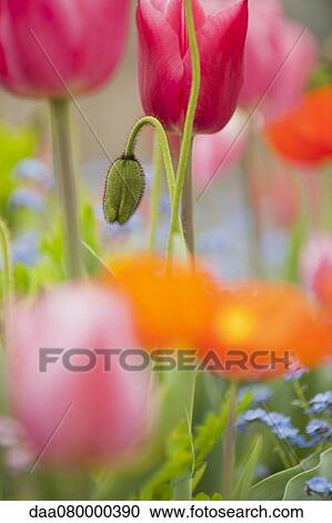 Stock Image - Poppies blooming. Fotosearch