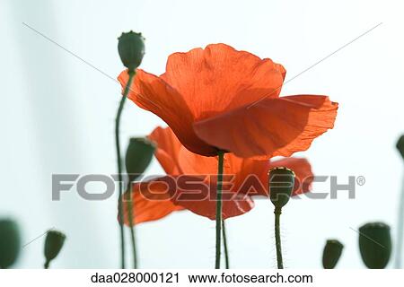 Stock Image - Poppies, close-up. Fotosearch