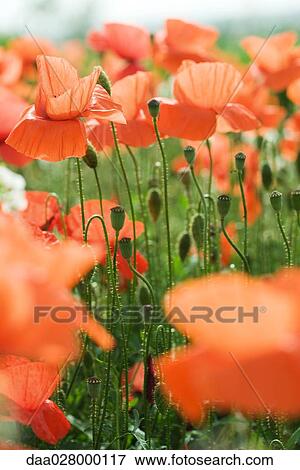 Stock Photo - Poppies growing in field, close-up. Fotosearch
