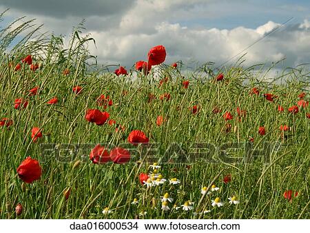 Picture - Poppies growing in field. Fotosearch