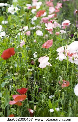 Stock Photo - Poppies growing in field. Fotosearch