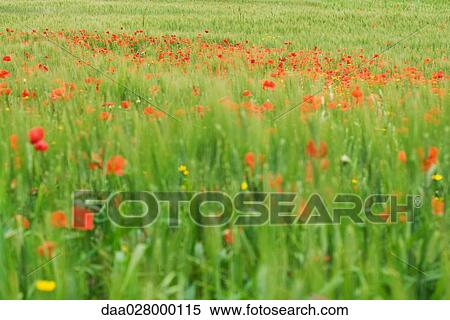 Poppies growing in field View Large Photo Image Stock Photography - Poppies growing in field. Fotosearch