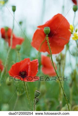 Poppies View Large Photo Image Picture - Poppies. Fotosearch