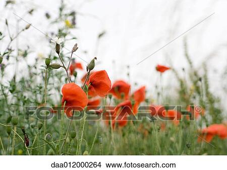 Picture - Poppies. Fotosearch
