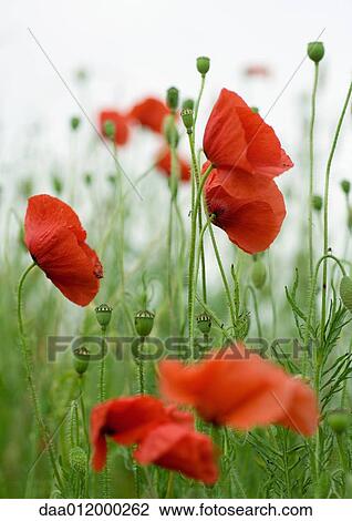 Poppies View Large Photo Image Stock Image - Poppies. Fotosearch