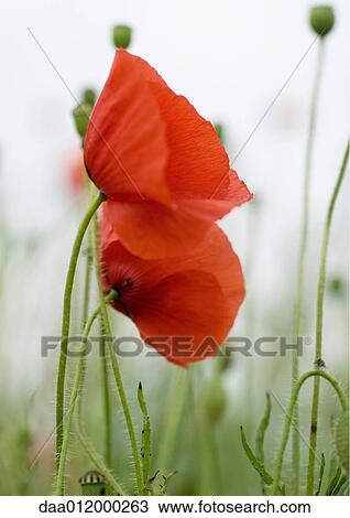Poppies View Large Photo Image Stock Image - Poppies. Fotosearch