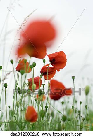 Stock Photo - Poppies. Fotosearch
