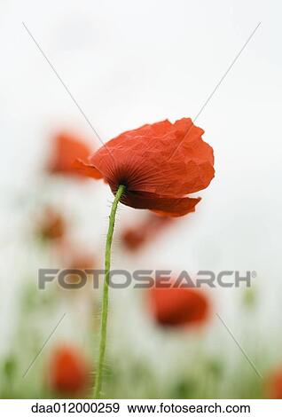 Poppies View Large Photo Image Stock Photo - Poppies. Fotosearch