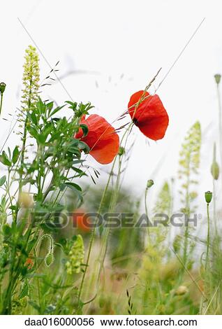 Poppies View Large Photo Image Stock Photograph - Poppies. Fotosearch