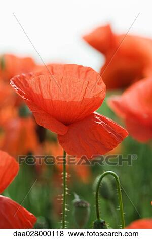 Stock Photo - Poppy, close-up. Fotosearch