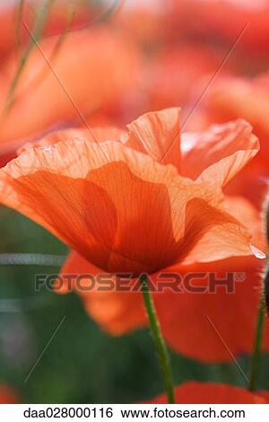 Stock Photograph - Poppy, close-up. Fotosearch