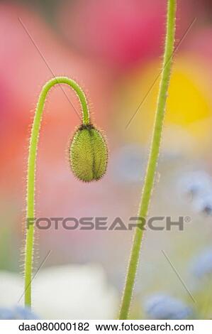 Stock Image - Poppy flower bud. Fotosearch