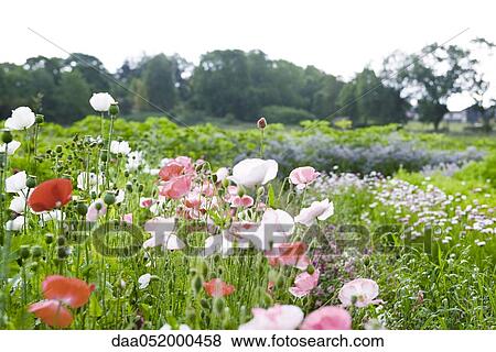 Stock Photo - Poppy flowers growing in garden. Fotosearch