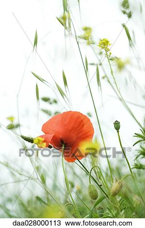 Poppy growing in field, close-up View Large Photo Image Stock Image - Poppy growing in field, close-up. Fotosearch