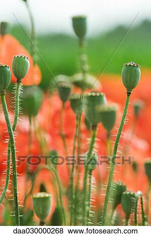Poppy seed pods in field, close-up View Large Photo Image Stock Photo - Poppy seed pods in field, close-up. Fotosearch