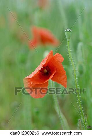 Stock Photograph - Poppy. Fotosearch