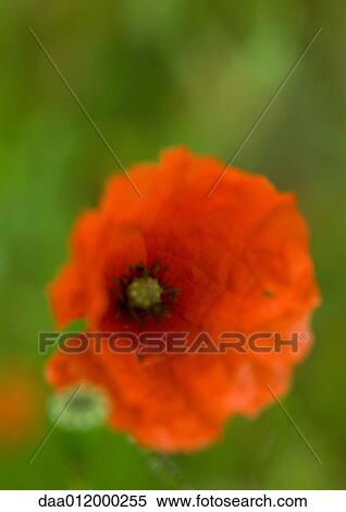 Poppy View Large Photo Image Stock Photography - Poppy. Fotosearch